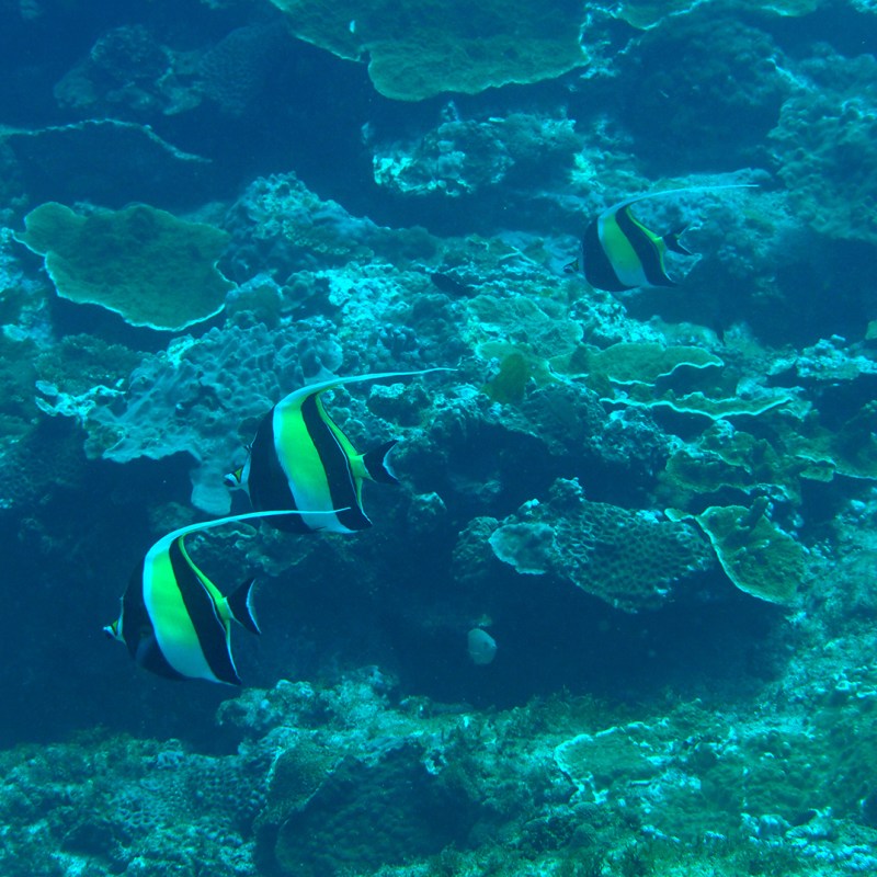 Citizen Science – a hook to engage students in ‘real’ science at&nbsp;school