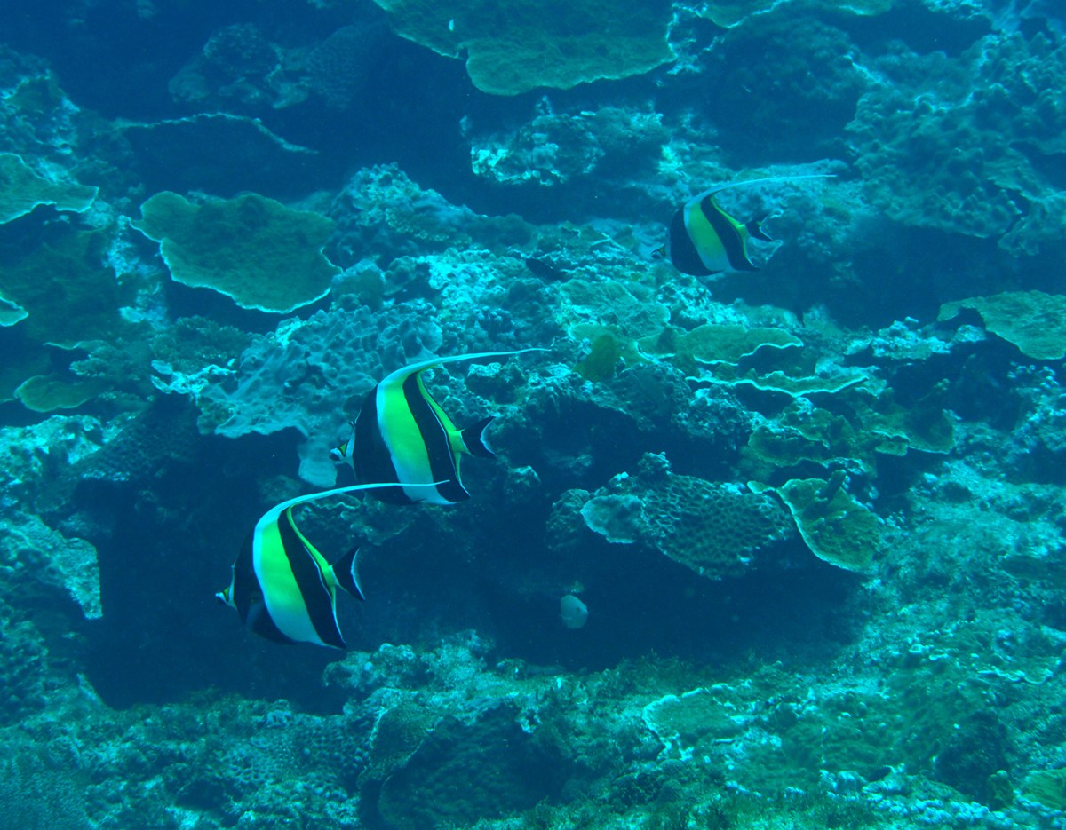 Citizen Science – a hook to engage students in ‘real’ science at&nbsp;school